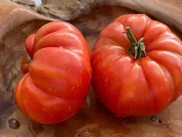 Tomaten: Croatische Fleischtomate