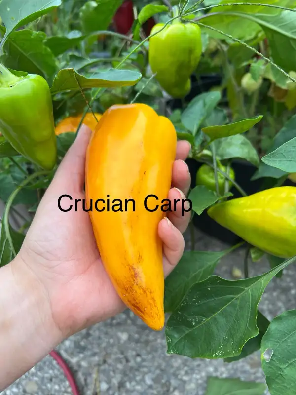 Chili / Paprika: Crucian Carp