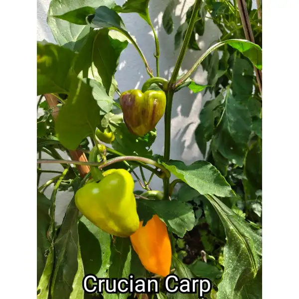 Paprika: Crucian Carp