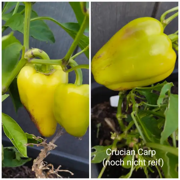 Chili / Paprika: Crucian Carp Paprika