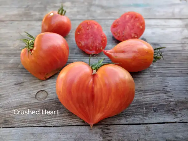 Tomaten: Crushed Heart