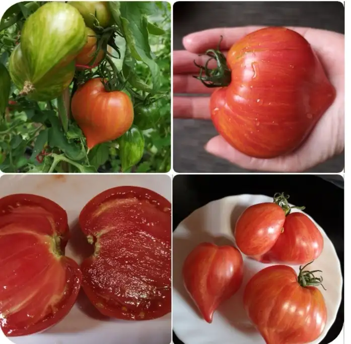 Tomaten: Crushed Heart