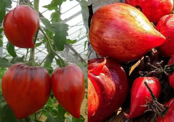 Tomaten: Crushed Heart
