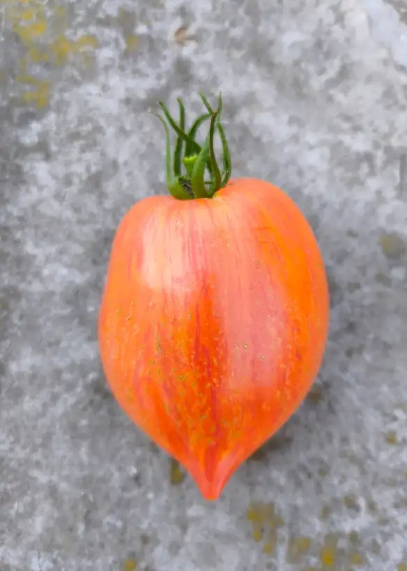 Tomaten: Crushed Heart