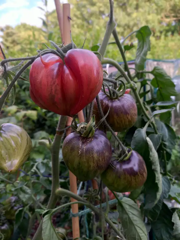 Tomaten: Crushed Heart