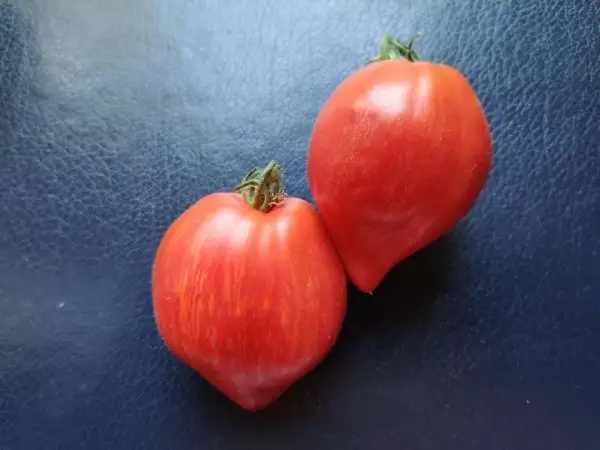 Tomaten: Crushed Heart