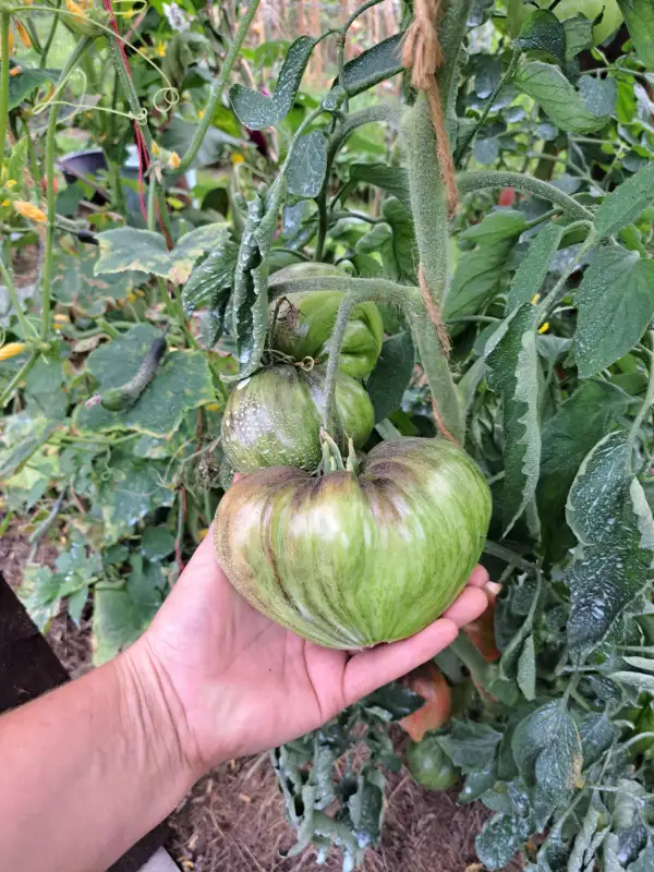 Tomaten: Crushed Heart