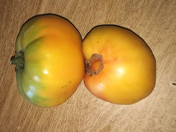 Tomaten: Cruza Peppermint