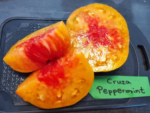 Tomaten: Cruza Peppermint