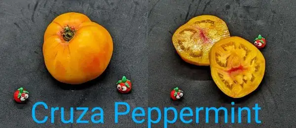 Tomaten: Cruza Peppermint