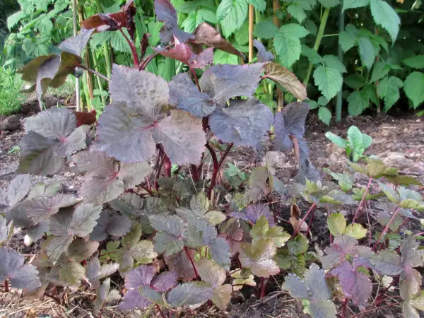 Kräuter: Cryptotaenia japon. 