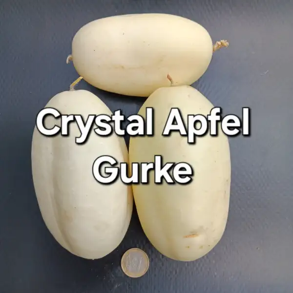 Gurken: Crystal Apfel