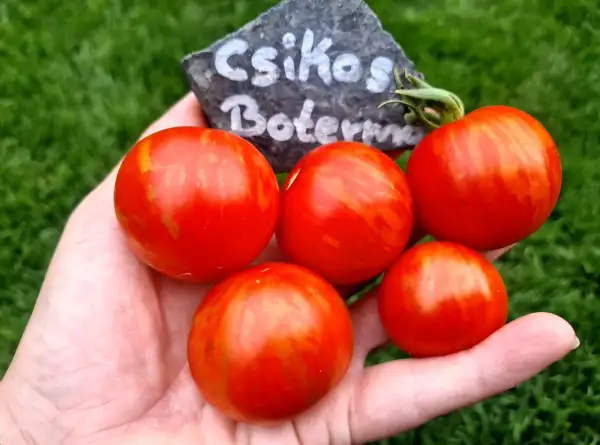 Tomaten: Csikos Botermo