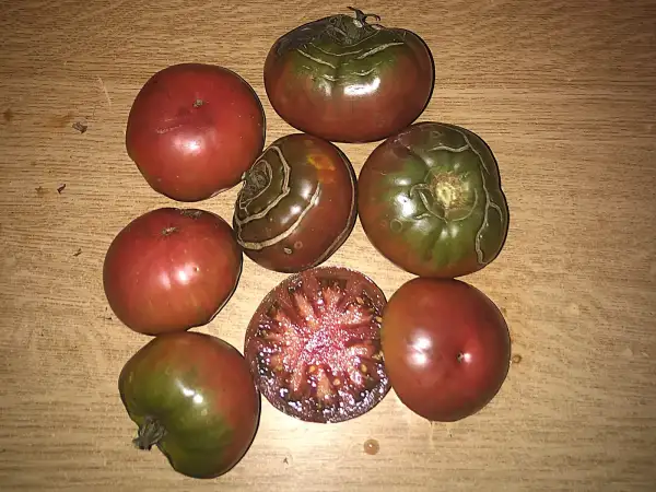 Tomaten: Cuban Black