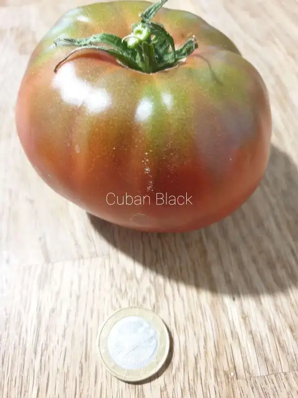 Tomaten: Cuban Black