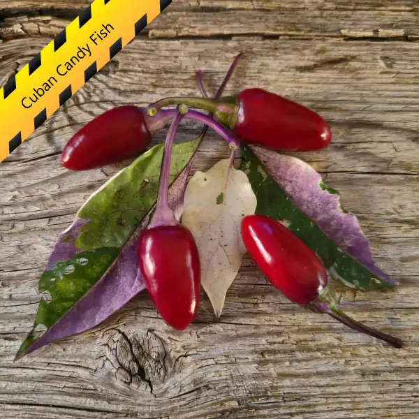 Chili: Cuban Candy Fish