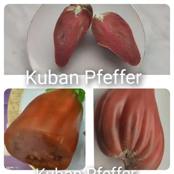 Tomaten: Cuban Pepper
