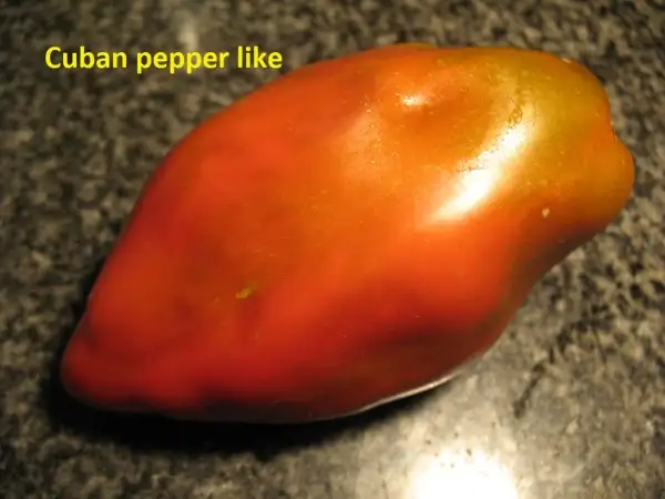 Tomaten: Cuban pepper like