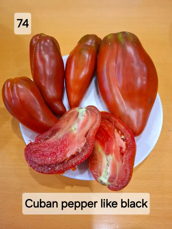 Tomaten: Cuban pepper like black