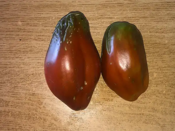 Tomaten: Cuban pepper like black