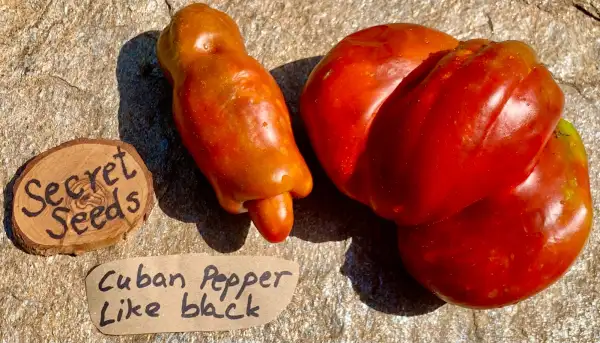 Tomaten: Cuban pepper like black