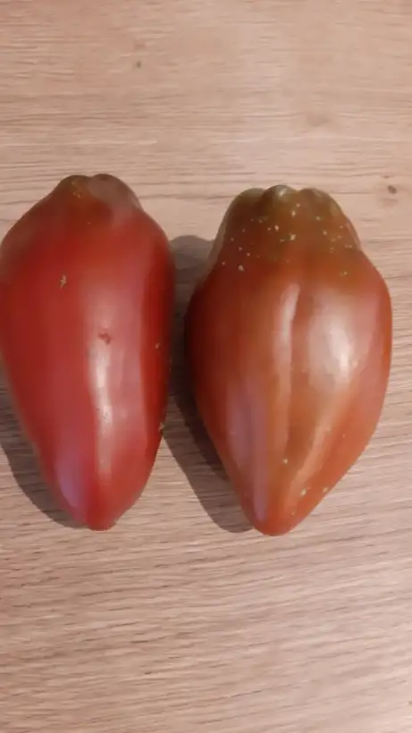 Tomaten: Cuban pepper like black