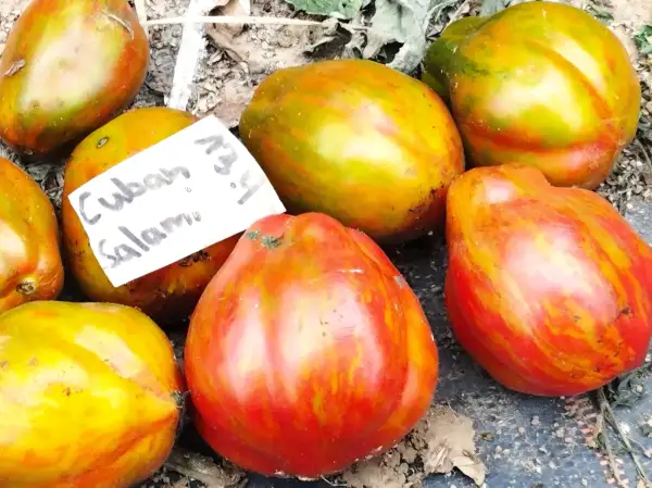 Tomaten: Cuban Salami