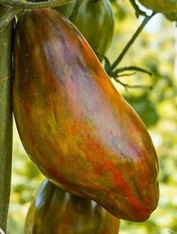 Tomaten: Cuban Salami