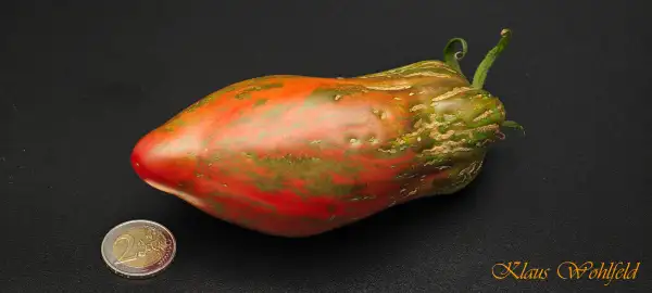 Tomaten: Cuban Salami