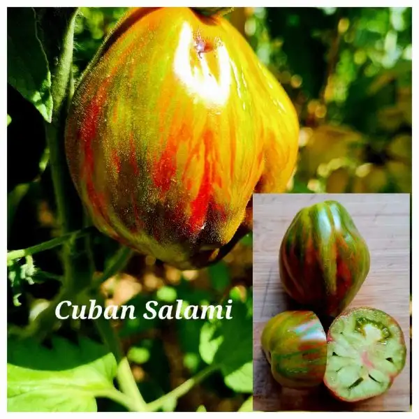 Tomaten: Cuban Salami
