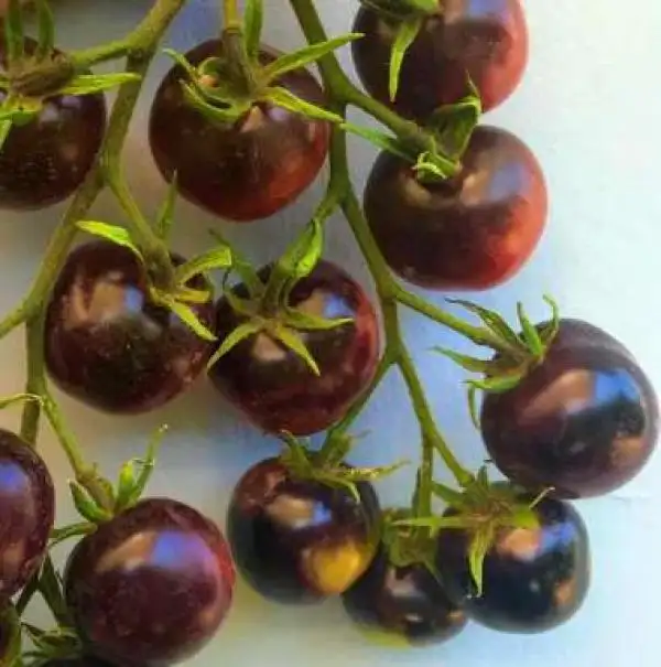 Tomaten: Cuckoo Smurfs