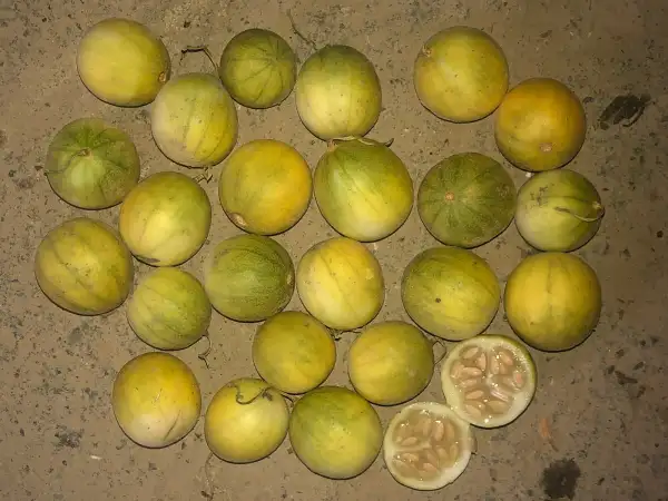 Obst: Cucumis agrestis