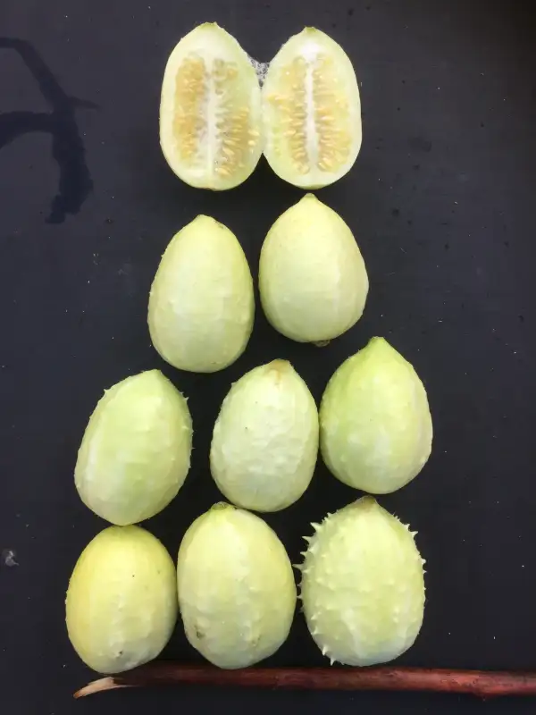 Obst: Cucumis ficifolius