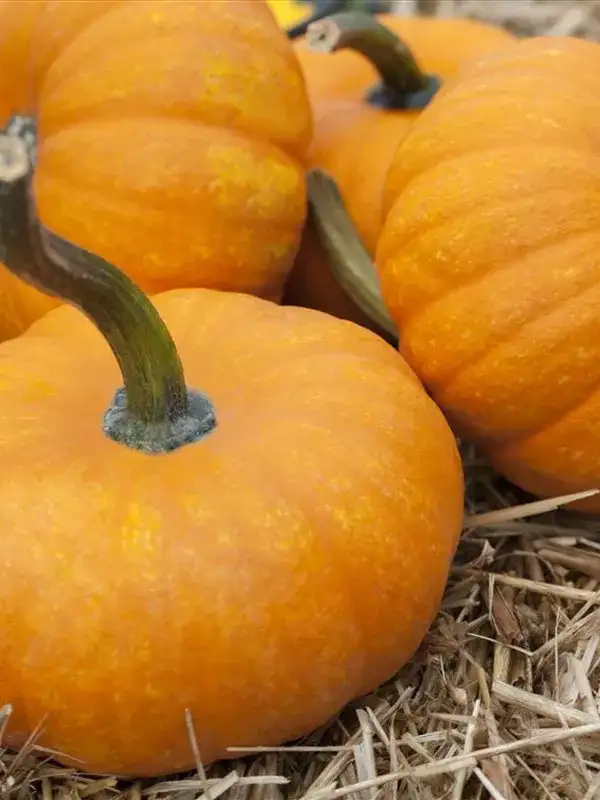 Kürbisse: Cucurbita Maxima, Speisekürbis