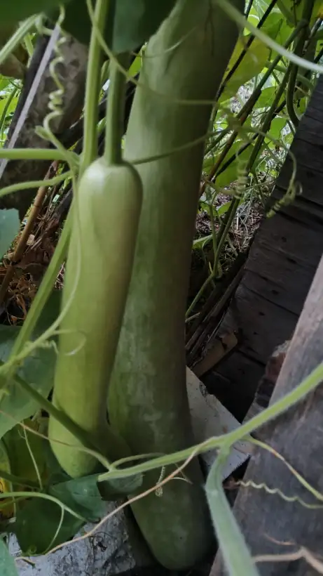 Zucchini: Cucuzzi
