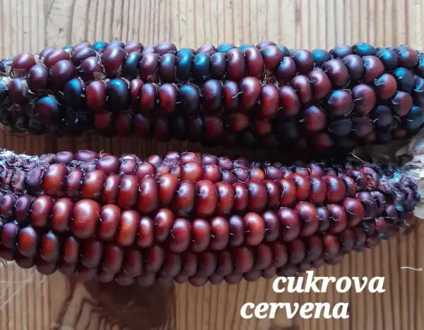 Mais: Cukrova Cerveny, Zuckermais
