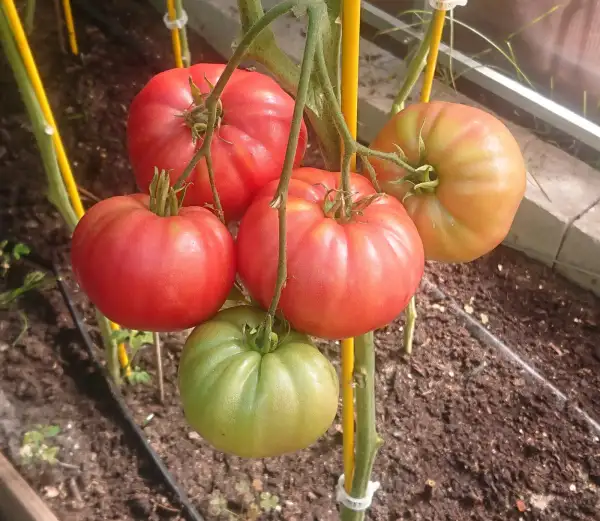 Tomaten: Cukrowy Słoń