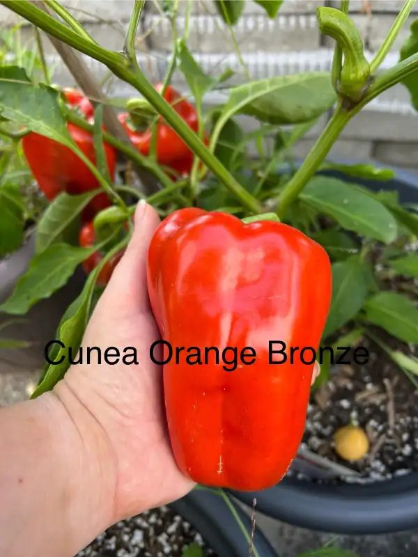Chili / Paprika: Cunea Orange Bronze