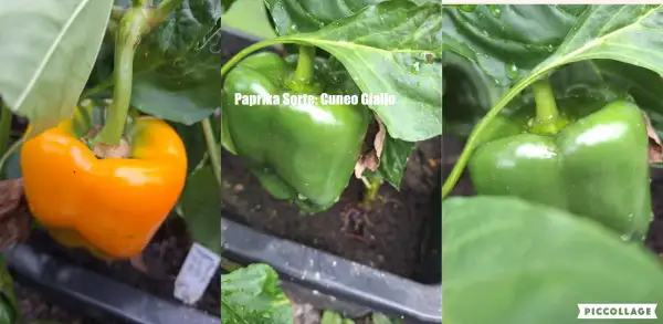 Chili / Paprika: Cuneo Giallo - Paprika