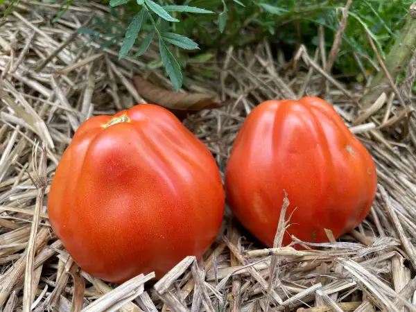 Tomaten: CUOR DI BUE