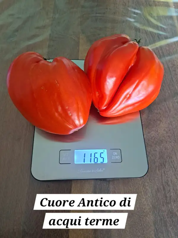 Tomaten: Cuore antico di acqui terme