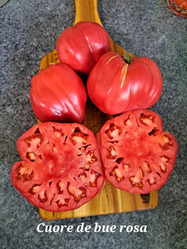 Tomaten: Cuore de bue rosa