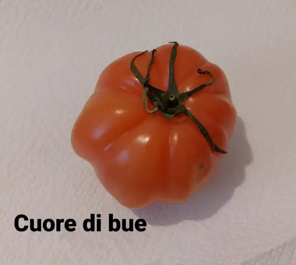 Tomaten: Cuore di Bue