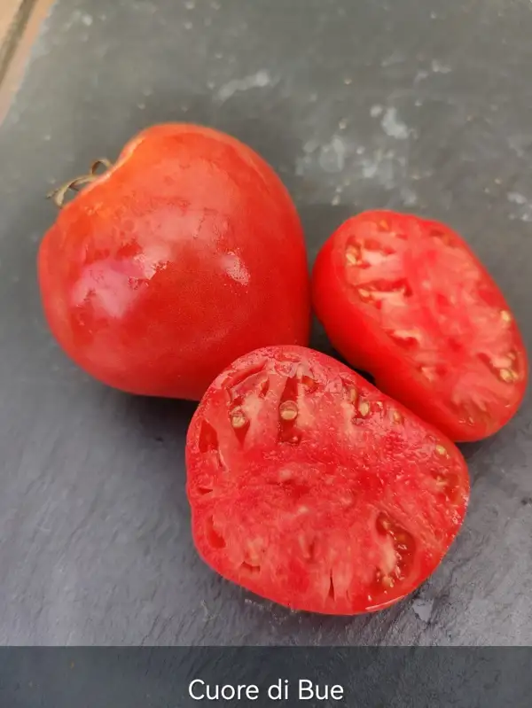 Tomaten: Cuore di Bue