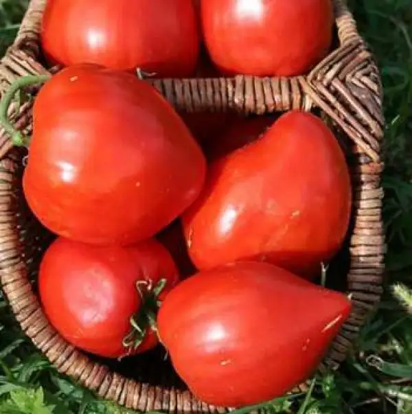 Tomaten: Cuore di Bue