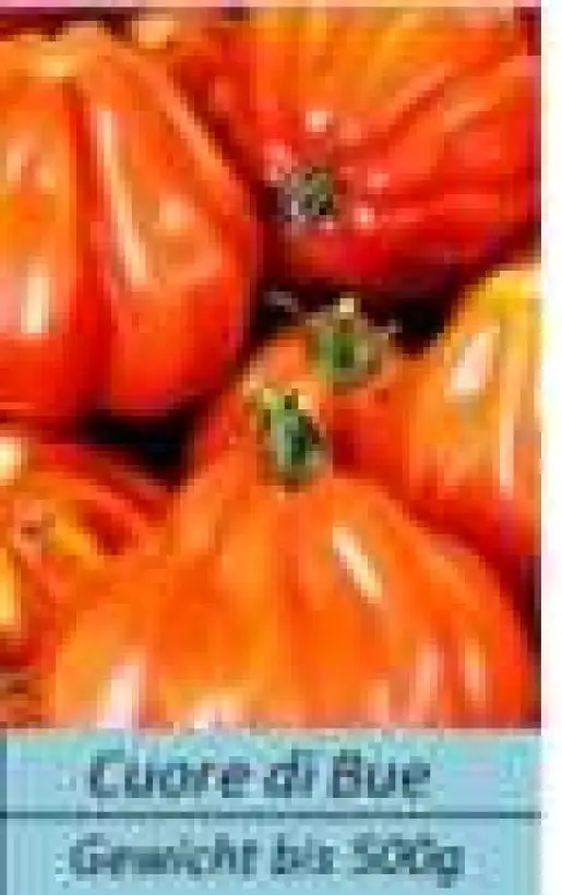 Tomaten: Cuore di Bue