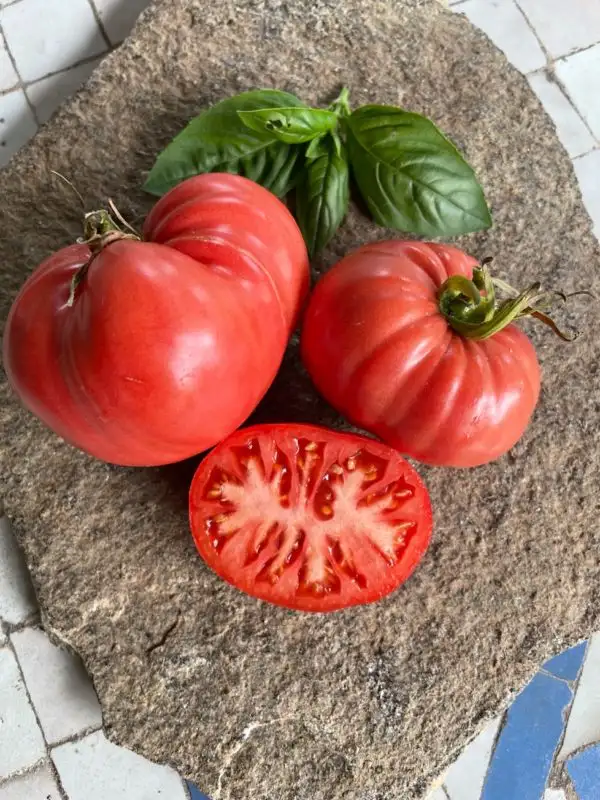 Tomaten: Cuore di Bue