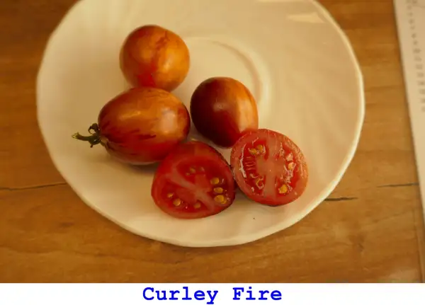 Tomaten: Curley Fire