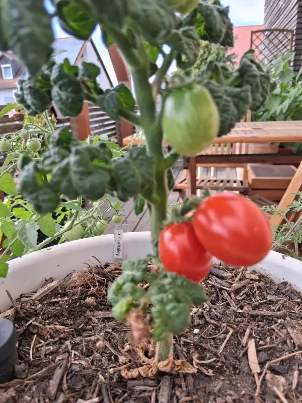 Tomaten: Curley Kaley