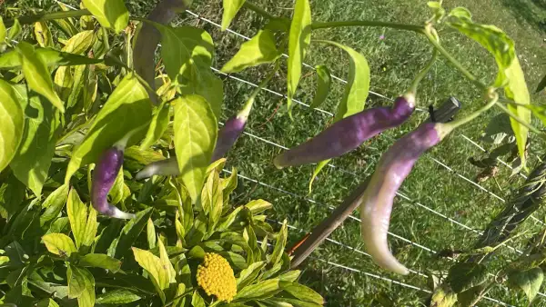 Chili / Paprika: Curly Blonde